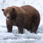 Chunk, um urso de 1.200 libras com uma mandíbula quebrada, vence o popular concurso de semana de urso gordo do Alasca