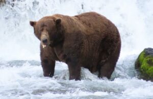Chunk, um urso de 1.200 libras com uma mandíbula quebrada, vence o popular concurso de semana de urso gordo do Alasca Chunk, um urso de 1.200 libras com uma mandíbula quebrada, vence o popular concurso de semana de urso gordo do Alasca