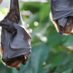 Cientistas detectam novo vírus semelhante ao Covid em morcegos bigodudos no Brasil