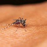 Cientistas dos Estados Unidos criam novo anticorpo que revela garantia contra infecção por febre selvagem
