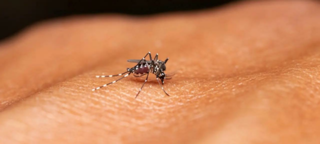 Cientistas dos Estados Unidos criam novo anticorpo que revela garantia contra infecção por febre selvagem 

