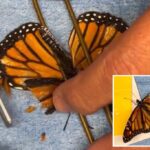 Borboleta