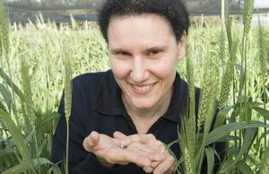 Conselhos para ficar atento a lagartas famintas em plantações verdes Conselhos para ficar atento a lagartas famintas em plantações verdes