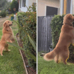 Corações danificados por Golden Retriever ainda em busca de rodadas perdidas semanas depois