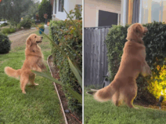 Corações danificados por Golden Retriever ainda em busca de rodadas perdidas semanas depois Corações danificados por Golden Retriever ainda em busca de rodadas perdidas semanas depois