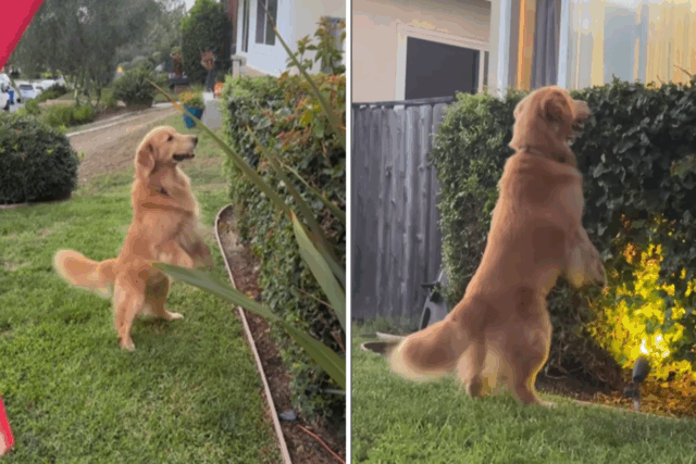 Corações danificados por Golden Retriever ainda em busca de rodadas perdidas semanas depois 

