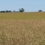Criadores de plantas e produtores de grãos atrasam o tempo em relação às variedades de canola
