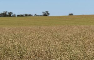 Criadores de plantas e produtores de grãos atrasam o tempo em relação às variedades de canola Criadores de plantas e produtores de grãos atrasam o tempo em relação às variedades de canola