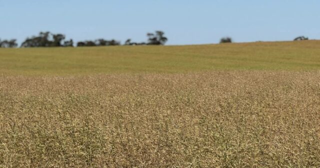 Criadores de plantas e produtores de grãos atrasam o tempo em relação às variedades de canola
