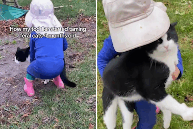 Criança subjuga gatos selvagens de estimação, mamãe revela história 'dolorosa' 

