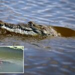Um crocodilo com um cachorro nas mandíbulas em um rio turvo.