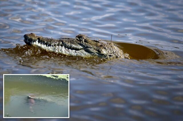Crocodilo capturado pela câmera com um cachorro grande preso em Um crocodilo com um cachorro nas mandíbulas em um rio turvo.