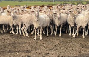 Demanda substancial pela primeira venda on-line autônoma de ovelhas na região sul Demanda substancial pela primeira venda on-line autônoma de ovelhas na região sul