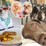 Dentro da vida secreta de Petflueners: Doubles do corpo, exigindo Doggie Divas e acordos de dinheiro chocantes