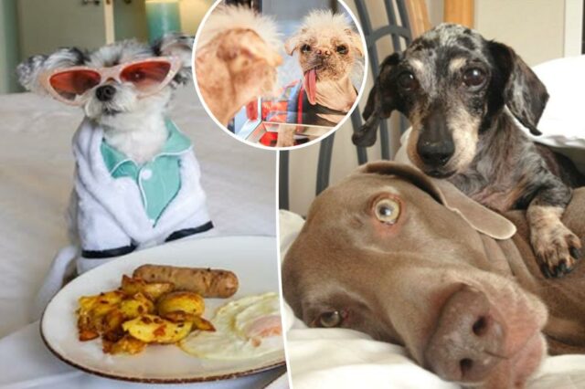 Dentro da vida secreta de Petflueners: Doubles do corpo, exigindo Doggie Divas e acordos de dinheiro chocantes

