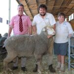 Descubra por que 164 carneiros Poll Merino bem crescidos estavam em demanda nesta venda