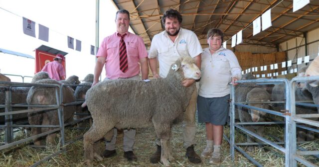 Descubra por que 164 carneiros Poll Merino bem crescidos estavam em demanda nesta venda

