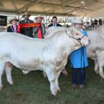 Descubra por que uma novilha Hereford roubou os holofotes no Royal Show deste ano