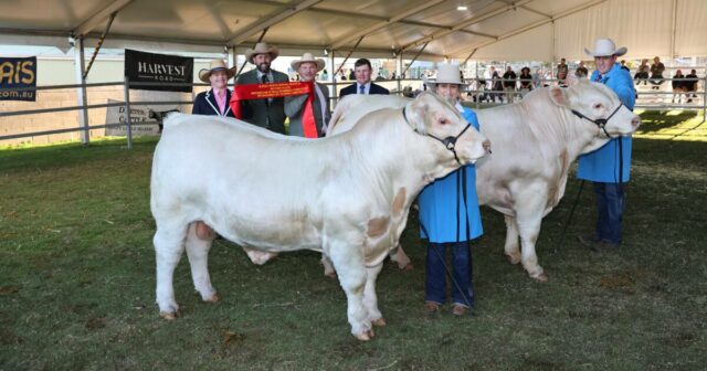 Descubra por que uma novilha Hereford roubou os holofotes no Royal Show deste ano

