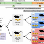 Dietas ricas em açúcar e manteiga levam a alterações no microbioma intestinal associadas à ingestão excessiva de álcool em ratos