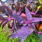 Entusiasta de jardins descobre planta de 'cebola' Enigma - não está realmente preparado para o que segue