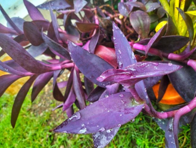 Entusiasta de jardins descobre planta de 'cebola' Enigma - não está realmente preparado para o que segue 

