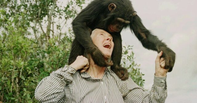 Especialista de chimpanzés, ativista lendária Jane Goodall morre com 91 anos

