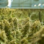 ECS Botanics, uma fazenda de cannabis medicinal localizada perto de Swan Hill. A empresa, listada na ASX, cultiva centenas de quilos de cannabis legal todos os anos. Foto de Jason Sul. 27 de setembro de 2024