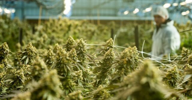 ECS Botanics, uma fazenda de cannabis medicinal localizada perto de Swan Hill. A empresa, listada na ASX, cultiva centenas de quilos de cannabis legal todos os anos. Foto de Jason Sul. 27 de setembro de 2024