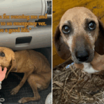 Esperando canino idoso descoberto na beira da estrada, mas há uma reviravolta sincera