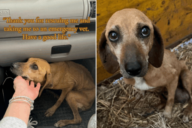 Esperando canino idoso descoberto na beira da estrada, mas há uma reviravolta sincera 


