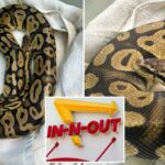 Estilo animal! Python gigante encontrou deslizando em torno da junta de hambúrguer in-n-out na Califórnia