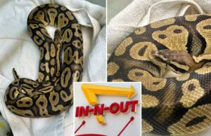Estilo animal! Python gigante encontrou deslizando em torno da junta de hambúrguer in-n-out na Califórnia Estilo animal! Python gigante encontrou deslizando em torno da junta de hambúrguer in-n-out na Califórnia