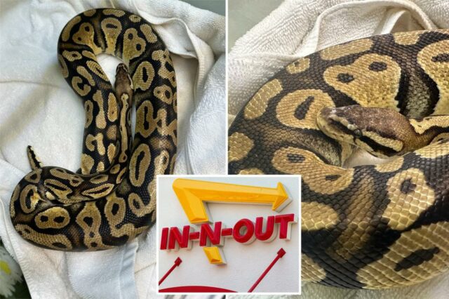 Estilo animal! Python gigante encontrou deslizando em torno da junta de hambúrguer in-n-out na Califórnia

