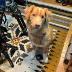 Indy da carta de Good Boy para a Academia.