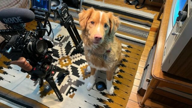 Indy da carta de Good Boy para a Academia.