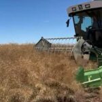 Excelente desempenho da variedade de canola no ensaio de pesquisa do norte do Wheatbelt