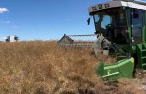 Excelente desempenho da variedade de canola no ensaio de pesquisa do norte do Wheatbelt Excelente desempenho da variedade de canola no ensaio de pesquisa do norte do Wheatbelt