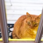 Felas escapar em 2013, mais de um ano depois, ligações telefônicas veterinárias com informações impressionantes