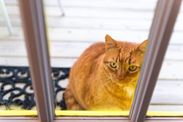 Felas escapar em 2013, mais de um ano depois, ligações telefônicas veterinárias com informações impressionantes 

