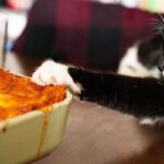 Felino preto e branco entrou na panela de macarrão do proprietário - 'Atualmente ele é laranja'
