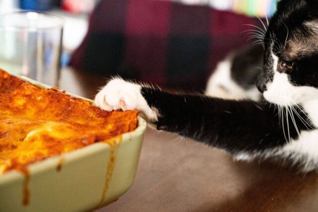 Felino preto e branco entrou na panela de macarrão do proprietário - 'Atualmente ele é laranja' 

