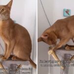 Abyssinian cat in cat tree