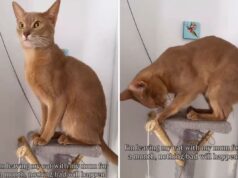 Fêmea retorna após um mês de ausência e não consegue imaginar o que mamãe fez com seu gato de estimação Abyssinian cat in cat tree