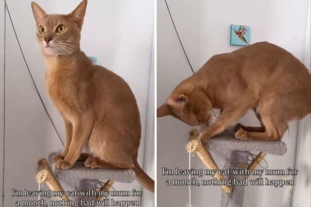 Abyssinian cat in cat tree