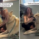 Wolfdog at vet