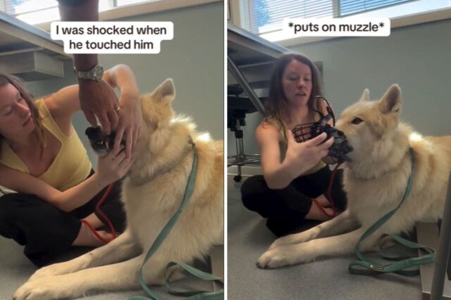 Wolfdog at vet