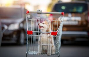 Filhote de cachorro ‘Flea-Ridden’ distribuído na área de estacionamento do Walmart – Finishing Thaws Hearts Filhote de cachorro ‘Flea-Ridden’ distribuído na área de estacionamento do Walmart – Finishing Thaws Hearts