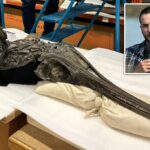 Fóssil descoberto na Inglaterra ligado ao réptil aquático ‘dragão espada’ de 185 milhões de anos