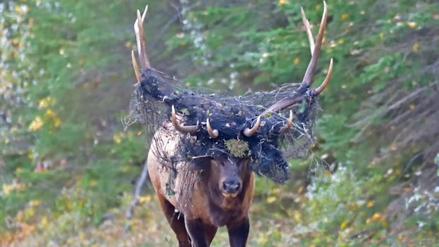 Fotógrafo profissional de animais selvagens conserva alces capturados em redes A equipe da Parks Canada cortou a rede dos chifres de um alce no Parque Nacional Prince Albert.